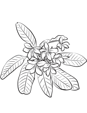 Red Jasmine (Plumeria Rubra) Coloring Page